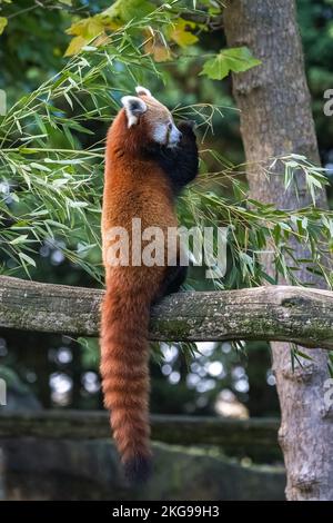 Un panda rouge, Ailurus fulgens, manger du bambou Banque D'Images