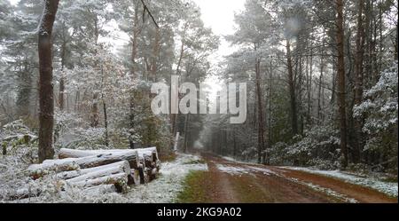 La première neige cette année. Certains arbres n'ont pas encore perdu leurs feuilles. Une pile de billes avec une couche de neige sur le dessus. Un large chemin forestier Banque D'Images