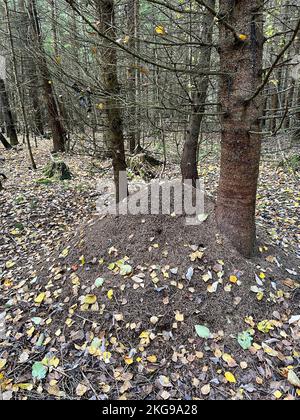 Anthill dans la forêt d'automne Banque D'Images