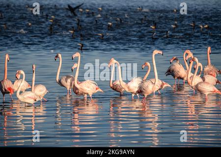 Flamants qui viennent à la forêt de la ville d'Izmir chaque année Banque D'Images