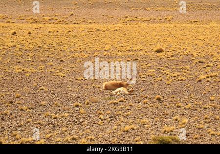 Mère et bébé sauvages vigognes se détendant dans le désert aride de la réserve nationale de Los Flamencos dans la région d'Antofagasta du nord du Chili, en Amérique du Sud Banque D'Images