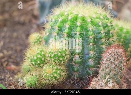 Gros plan sur Echinocactus ou Barrel Cactus croissant au soleil Banque D'Images