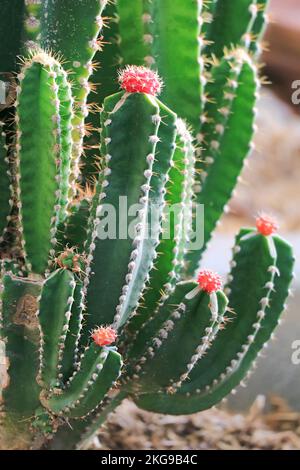 Rouge vif de lune Cactus ou Gymnocalycium mihanovichii greffé sur le rootstock Hylocereus Banque D'Images