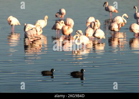 Flamants qui viennent à la forêt de la ville d'Izmir chaque année Banque D'Images