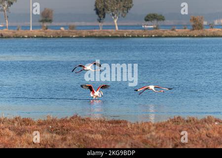 Flamants qui viennent à la forêt de la ville d'Izmir chaque année Banque D'Images