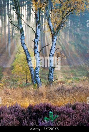 Les rayons du soleil du matin filtrent à travers la forêt pénétrant dans la brume pendante dans la vallée de Sherbrook en automne sur le Cannock Chase Country Park AONB Banque D'Images