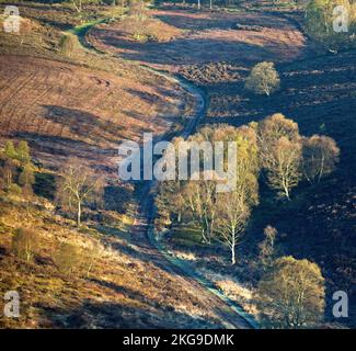 Tôt le matin, la lumière tombe à travers l'arbre de bouleau argenté sur les collines de la lande au pied de Brocton Coppice au début du printemps de la région de Cannock Chase Banque D'Images