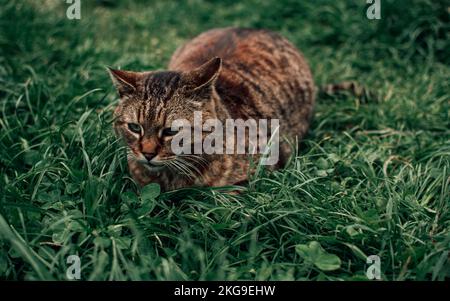 Un gros plan d'un chat triste tabby couché sur l'herbe et regardant vers l'avant Banque D'Images