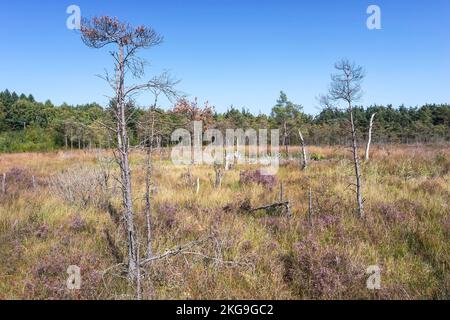 Vue de l'habitat de la mére acide de Dersingham Bog, Norfolk, Royaume-Uni Banque D'Images