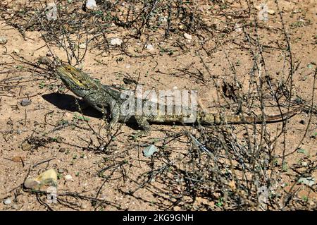 Un dragon barbu central (Pogona vitticeps) dans les Flinders Ranges, en Australie méridionale. Banque D'Images