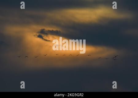 (221122) -- HULA VALLEY (ISRAËL), 22 novembre 2022 (Xinhua) -- Un troupeau de grues grises en migration est observé dans la région du lac Agamon Hula, dans la vallée de Hula, dans le nord d'Israël, le 22 novembre 2022. Chaque année, des centaines de milliers d'oiseaux passent devant Agamon, une escale importante pour les oiseaux migrateurs d'Europe à Afrique, et certains passent l'hiver au lac. (Ayal Margolin/JINI via Xinhua) Banque D'Images