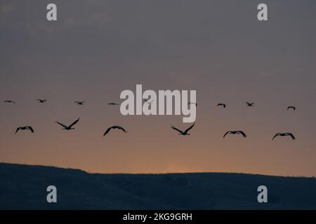 (221122) -- HULA VALLEY (ISRAËL), 22 novembre 2022 (Xinhua) -- Un troupeau de grues grises en migration est observé dans la région du lac Agamon Hula, dans la vallée de Hula, dans le nord d'Israël, le 22 novembre 2022. Chaque année, des centaines de milliers d'oiseaux passent devant Agamon, une escale importante pour les oiseaux migrateurs d'Europe à Afrique, et certains passent l'hiver au lac. (Ayal Margolin/JINI via Xinhua) Banque D'Images