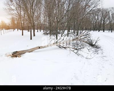 Coupez les arbres morts dans le parc en hiver Banque D'Images