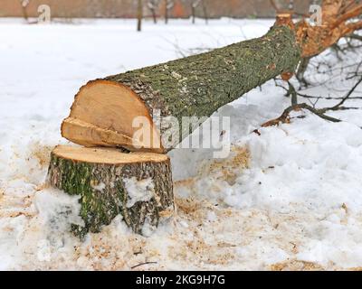 Souche d'arbre sciée. Troncs d'arbre tombés par mauvais temps et vent fort Banque D'Images