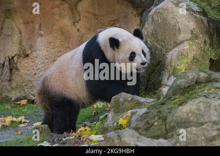 Un panda géant marchant dans l'herbe, portrait Banque D'Images