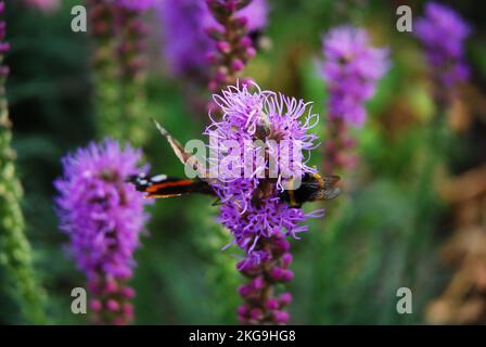 Belles fleurs violettes de Liatra - Liatris spicata. Papillon et bourdon sur une fleur. Une étoile flamboyante. Gayplumes, plumes gay. Banque D'Images