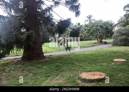 Chemin dans un parc avec des troncs coupés et un pin de bunya au bord de lui Banque D'Images