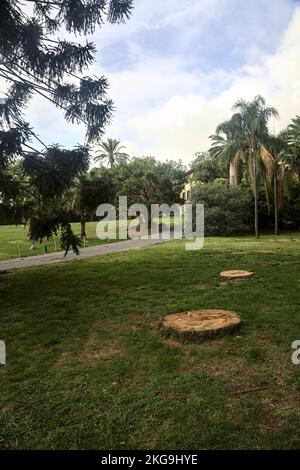 Chemin dans un parc avec des troncs coupés et un pin de bunya au bord de lui Banque D'Images