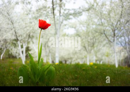 Tulipe dans un jardin de cerisiers en fleurs Banque D'Images