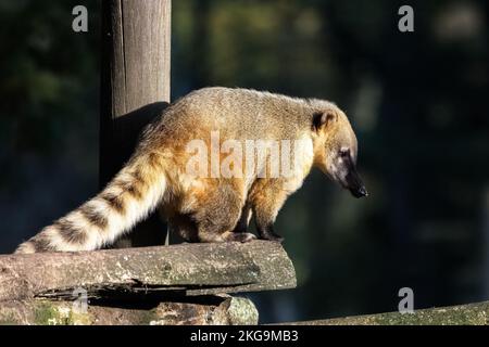 Une coati marron debout sur une branche, portrait Banque D'Images