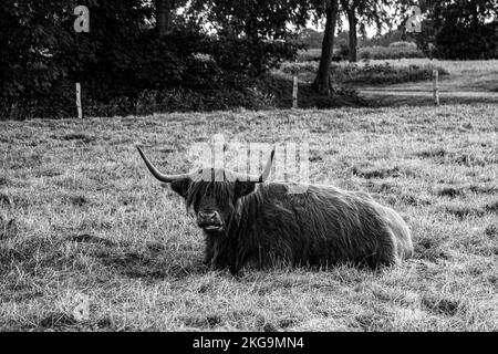 Une échelle de gris d'une vache des Highlands (Bos Taurus Taurus) assise dans le pâturage avec ses longues cornes, un long manteau déchiqueté Banque D'Images