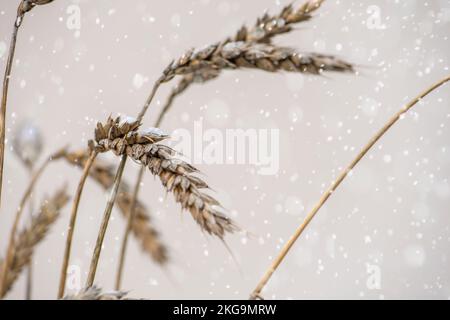 Une pointe de blé est recouverte de neige et de glace. Blé non moissonné et céréales. Le blé couvre de la neige dans le champ. Première neige. Banque D'Images