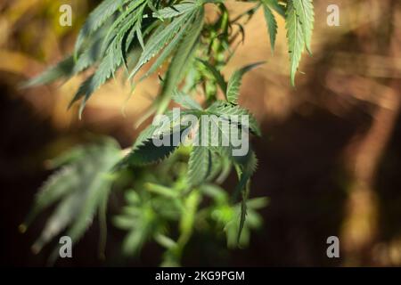 La marijuana pousse à l'extérieur. Variété d'herbe. Stupéfiants dangereux pour la santé. Banque D'Images