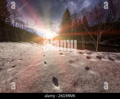 Traces d'animaux sauvages sur la neige près de la rivière Banque D'Images