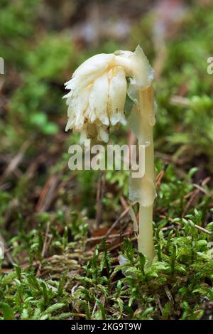 Plante parasitaire sans chlorophylle Pinesap (False Beech-drops, Hypopitys monotropa) dans une forêt de pins en Biélorussie, en Europe Banque D'Images