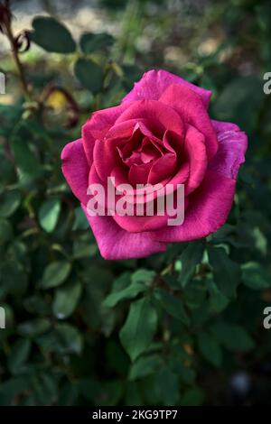 Rose hybride thé rose rose en fleur vu de près Banque D'Images