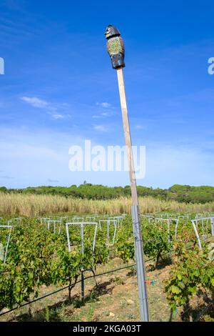 Fausse chouette placée pour effrayer les petits oiseaux des vignobles. Vinyes Olivardots. Province de Gérone. Catalogne. Espagne. Banque D'Images