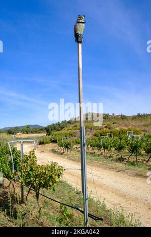 Fausse chouette placée pour effrayer les petits oiseaux des vignobles. Vinyes Olivardots. Province de Gérone. Catalogne. Espagne. Banque D'Images