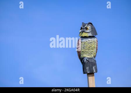 Fausse chouette placée pour effrayer les petits oiseaux des vignobles. Vinyes Olivardots. Province de Gérone. Catalogne. Espagne. Banque D'Images