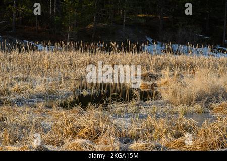 Gel dans une zone humide au début du printemps, Grand Sudbury, Ontario, Canada Banque D'Images