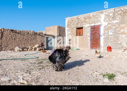 Cour dans la maison berbère du désert. Dinde, poulet, tuyau d'eau. Maroc Banque D'Images