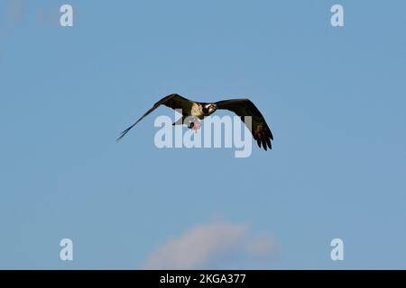 Gros plan d'un Osprey qui vole à la maison avec son dîner de poisson à moitié mangé. Banque D'Images