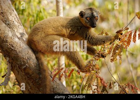 Lemur rouge - Eulémur fulvus rufus également citron brun roufous ou citron vert du nord, lémure de Madagascar, primate dans une forêt sèche typique, assis sur le Banque D'Images
