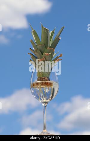 Comment faire pousser un ananas à la maison. Le sommet avec les feuilles coupées de la plante d'ananas est germé dans un verre de vin avec de l'eau. Banque D'Images