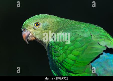 Portrait de gros plan du perroquet royal australien (Aosterus scapularis) Banque D'Images