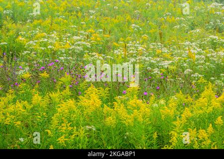 Un champ de fleurs sauvages de la fin de l'été - Aster, verge d'or et chardon, Grand Sudbury, Ontario, Canada Banque D'Images