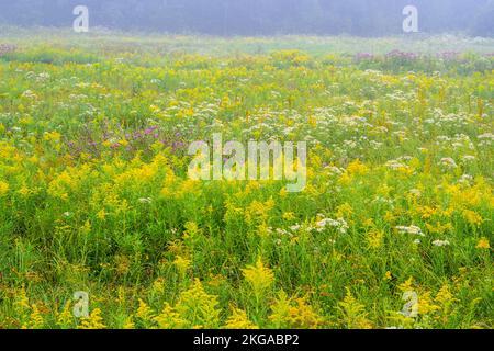 Un champ de fleurs sauvages de la fin de l'été - Aster, verge d'or et chardon, Grand Sudbury, Ontario, Canada Banque D'Images