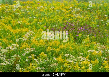 Un champ de fleurs sauvages de la fin de l'été - Aster, verge d'or et chardon, Grand Sudbury, Ontario, Canada Banque D'Images