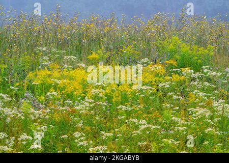 Un champ de fleurs sauvages de la fin de l'été - Aster, verge d'or et chardon, Grand Sudbury, Ontario, Canada Banque D'Images