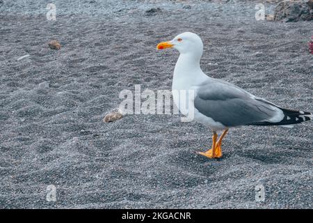 Un curieux mouette sur la plage. Banque D'Images