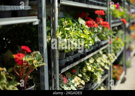 Fleurs en pots. Plantes dans le jardin. Pots sur étagères. Fleuriste. Banque D'Images