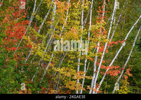 Bouleau et érable rouge au début de l'automne, Grand Sudbury, Ontario, Canada Banque D'Images