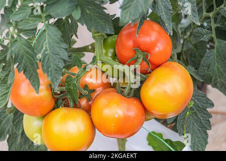 Grappe de tomates sur la vigne à la ferme dans la région plus froide des hautes terres de Cameron Highlands, en Malaisie. Banque D'Images