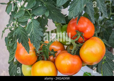 Grappe de tomates sur la vigne à la ferme dans la région plus froide des hautes terres de Cameron Highlands, en Malaisie. Banque D'Images