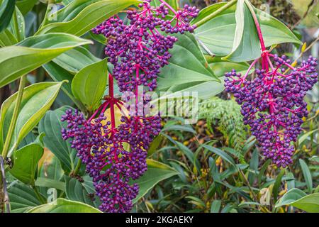 Les fleurs de la médinilla speciosa poussent dans le jardin dans le quartier froid des hautes terres de Cameron Highlands, en Malaisie. Banque D'Images