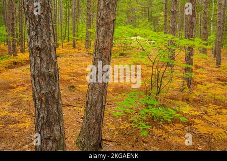 Forêt de pins rouges avec fougères saumâtres à la fin de l'été dans le sous-étage, Grand Sudbury, Ontario, Canada Banque D'Images